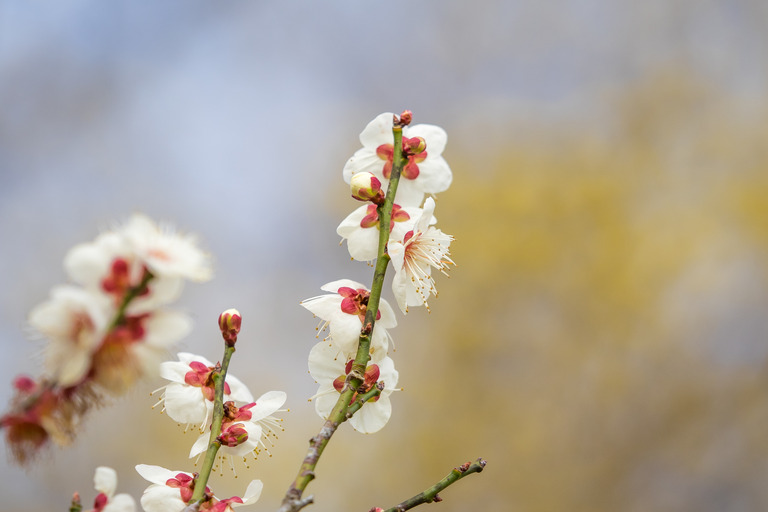 昭和の森公園｜梅の花20160227-4