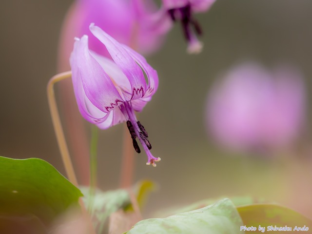 カタクリの花20150329-5-２