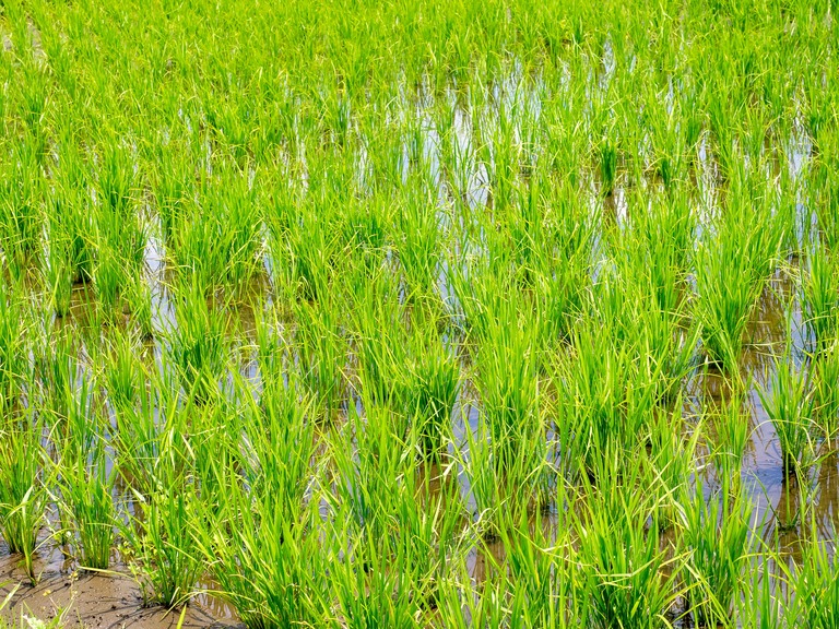 山田農場の一年・六月（近所の田んぼ）