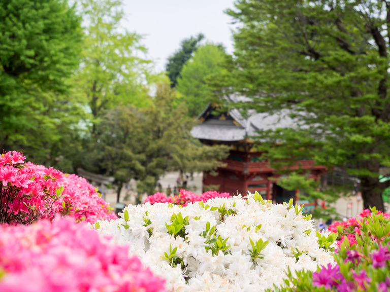 根津神社｜文京つつじまつり20150425-8