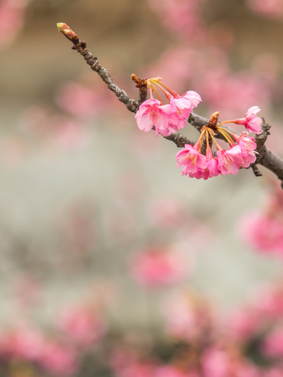 海老川の寒緋桜2016-4