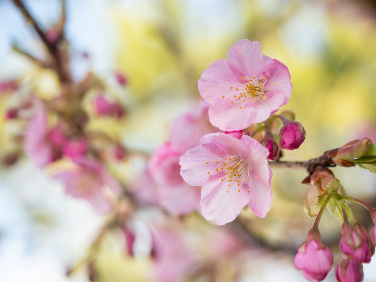 panasonic_GH5_1