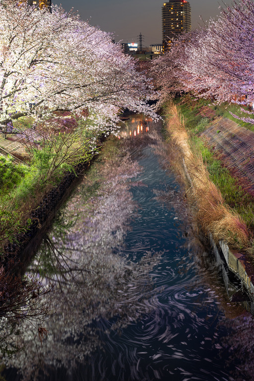 海老川の夜桜2025_5