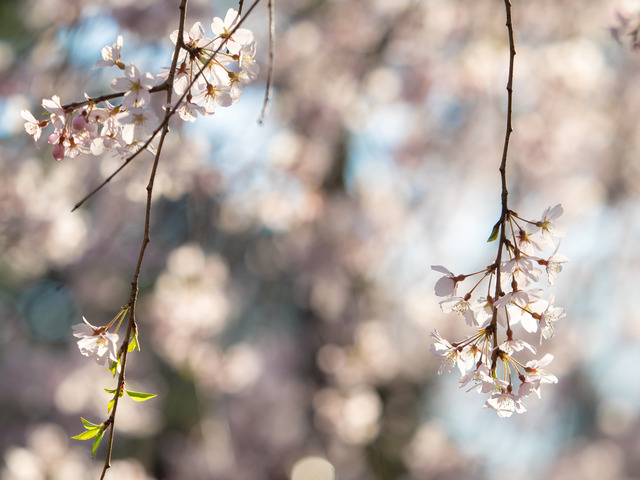 六義園のしだれ桜20150328-7