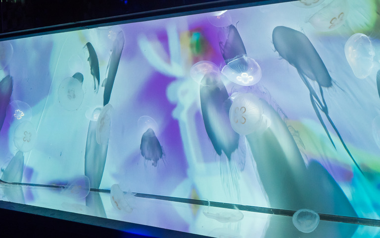 すみだ水族館｜クラゲ万華鏡トンネル-7