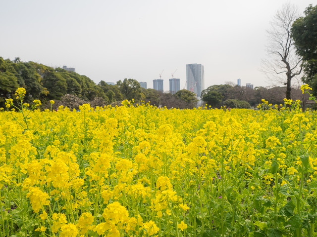 菜の花畑-1