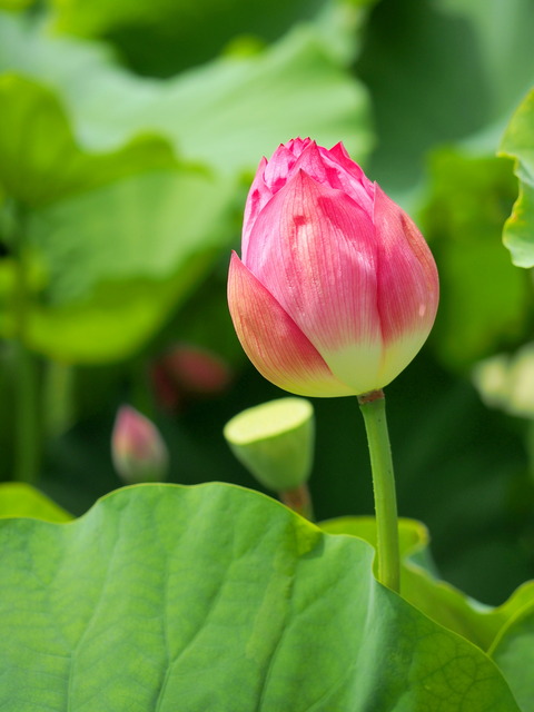 不忍池の蓮の花20140712-2