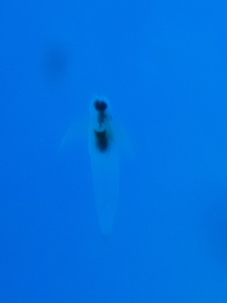 しながわ水族館｜クリオネ１