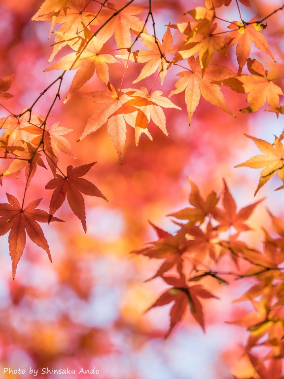 小石川後楽園の紅葉20151212-11