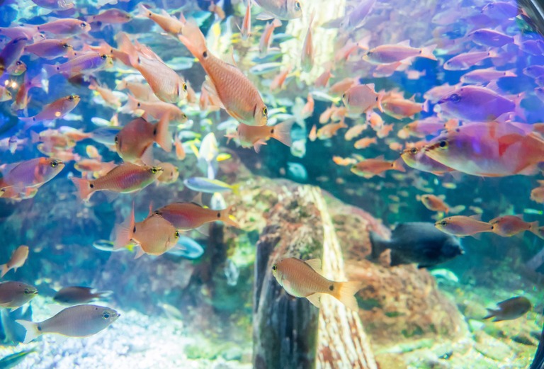 新江ノ島水族館-2