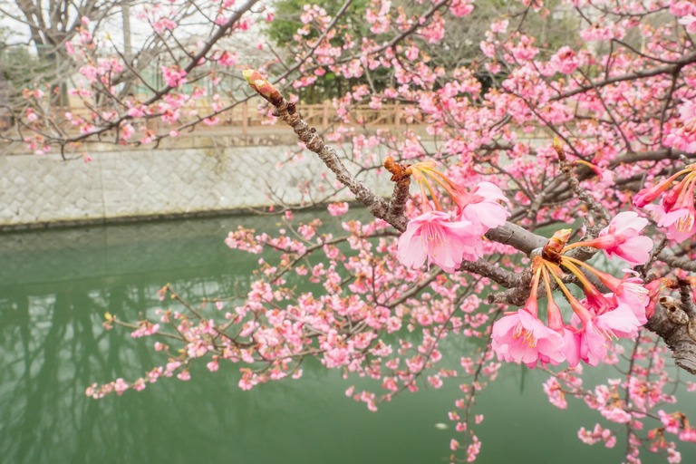 海老川の寒緋桜2016-2