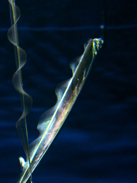 太刀魚