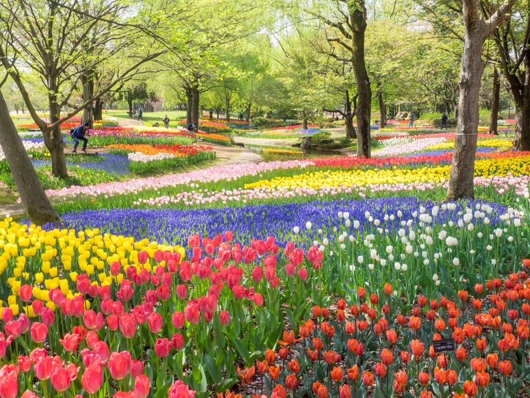 昭和記念公園のチューリップ20150418-2