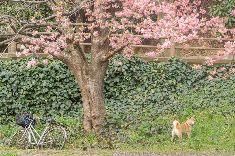 柴犬と河津桜