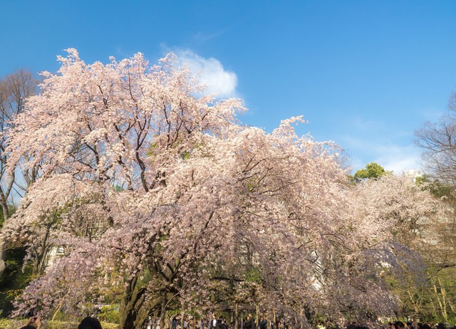 六義園のしだれ桜20150328-３