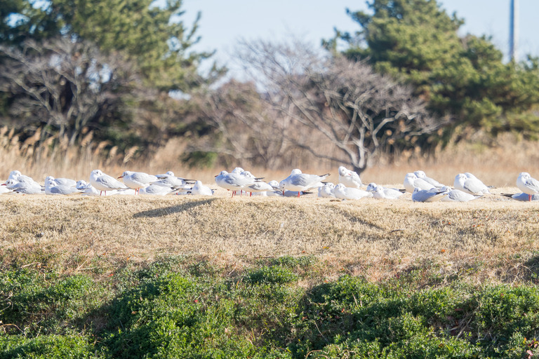 野鳥観察_市川市_野鳥の楽園_5