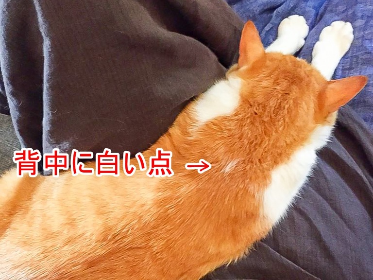 しろうさん-4