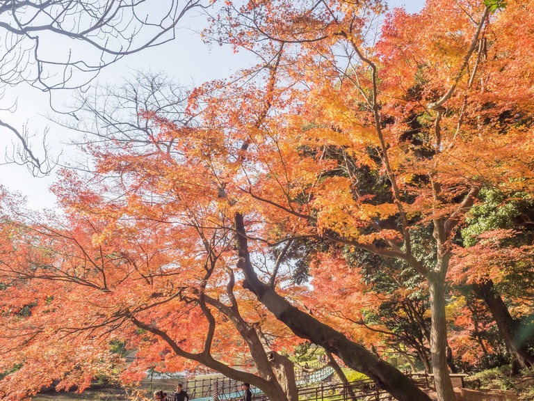 小石川後楽園の紅葉20151212-３