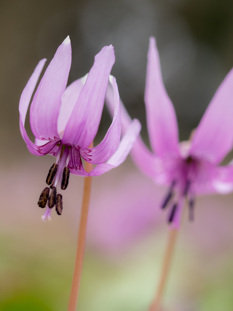 カタクリの花20150329-3