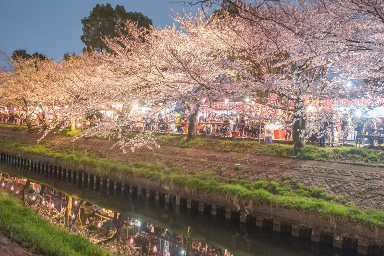 海老川の夜桜2010402‐2
