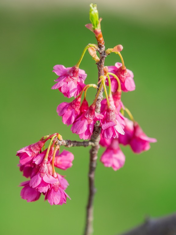 寒緋桜‐2