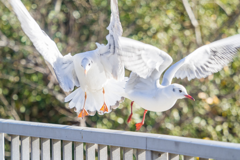 野鳥観察_市川市_野鳥の楽園_9