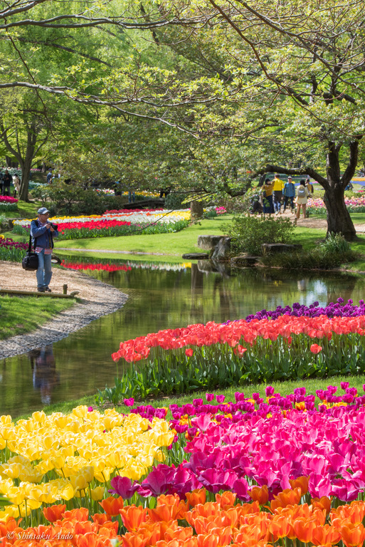 昭和記念公園_渓流広場のチューリップ2018_7