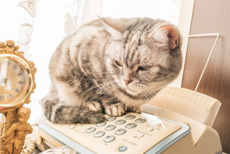ねこの電話番-1