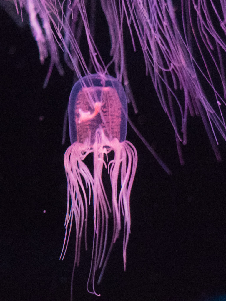 しながわ水族館｜カミクラゲ３