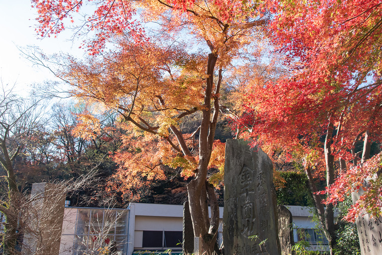 高尾山紅葉ハイキング2020_4