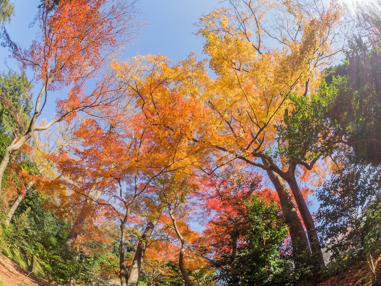 小石川後楽園の紅葉20151212-２