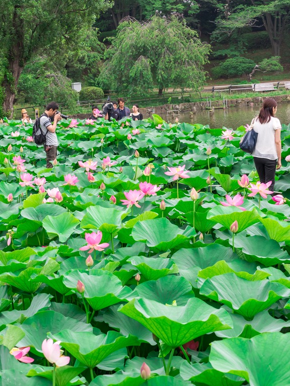 千葉公園の大賀ハス20150614-9