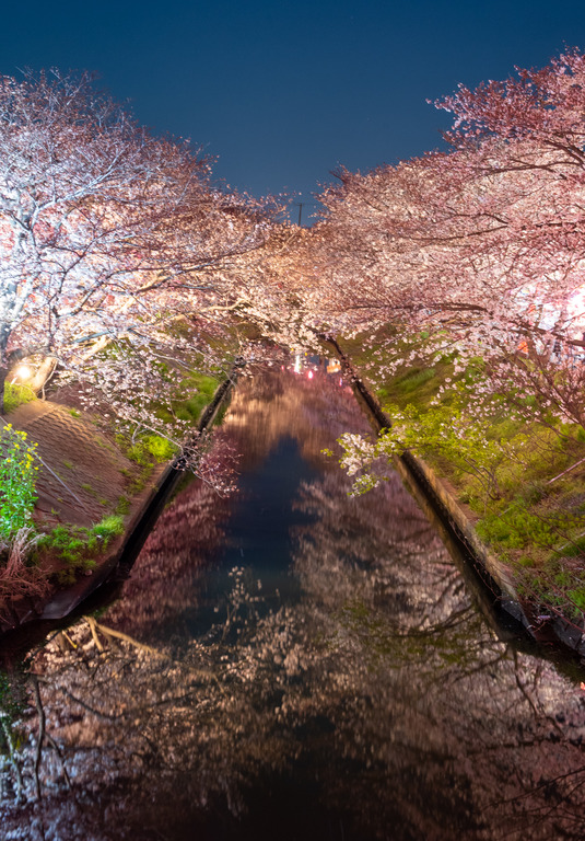 海老川の夜桜2019_1_small