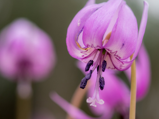 カタクリの花20150329-1