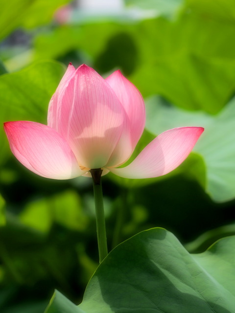 不忍池の蓮の花20140712-3