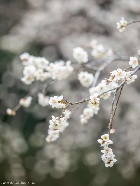 昭和の森公園｜梅の花20160227-10
