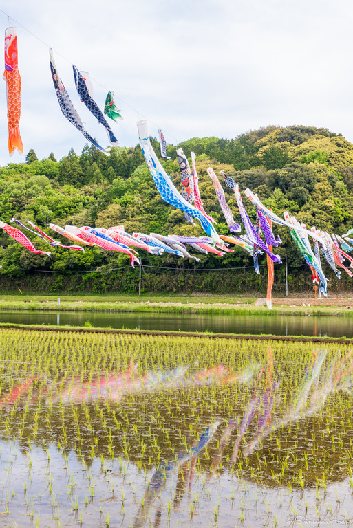 千葉県香取市｜いきいき山田・鯉のぼりまつり-9
