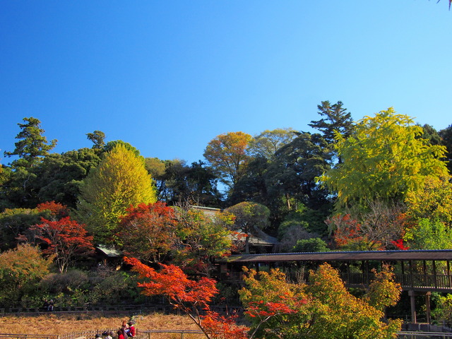 紅葉３