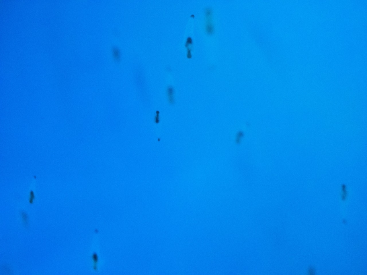 しながわ水族館｜クリオネ２