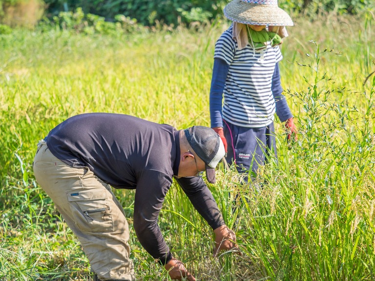 山田農場の一年：９月｜稲刈り‐6