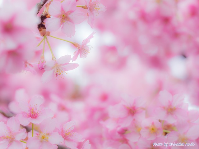 長津川の河津桜20150322-2