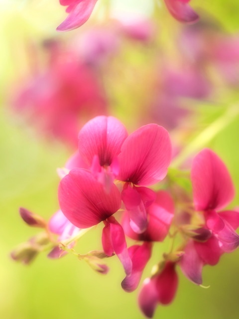 萩の花20140927-1