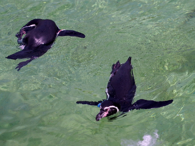 ペンギン