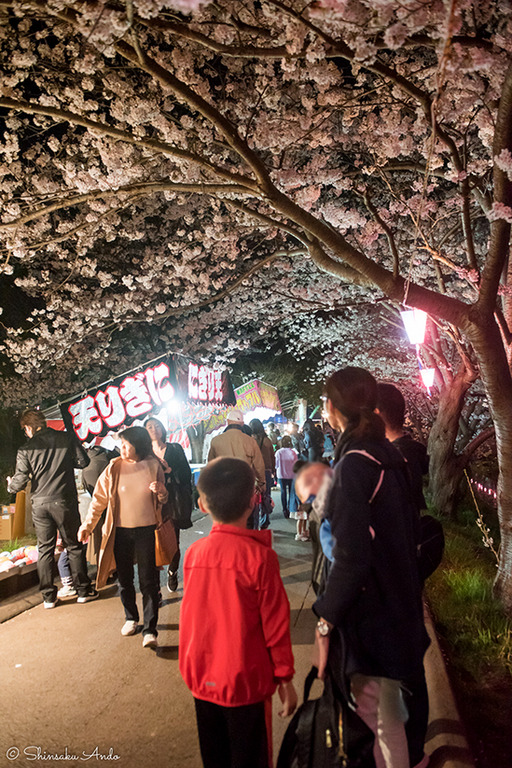海老川の夜桜20180328_5