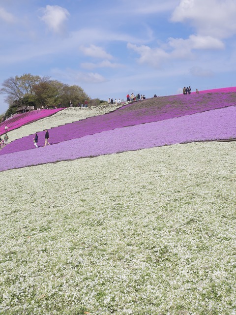 東京ドイツ村｜芝桜20150412-5