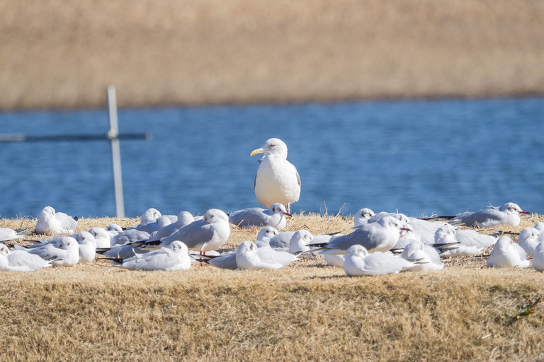 野鳥観察_市川市_野鳥の楽園_12