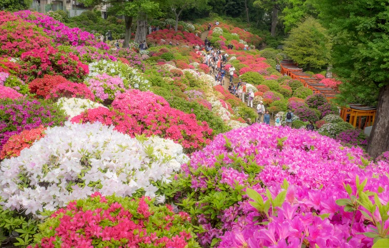 根津神社｜文京つつじまつり20150425-1