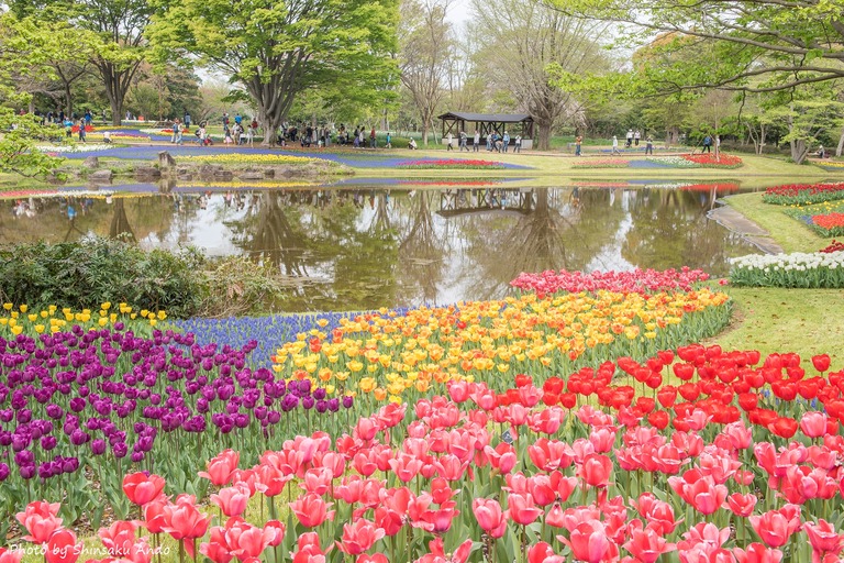 国営昭和記念公園のチューリップ（渓流広場）2016年4月16日‐8