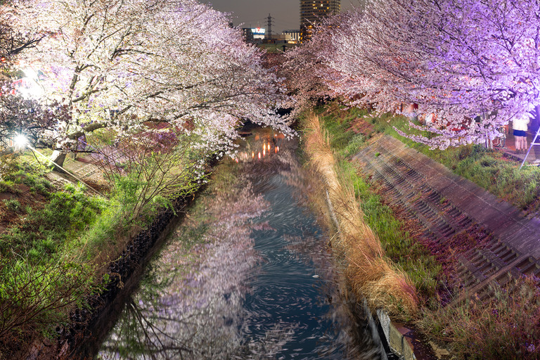 海老川の夜桜2025_1
