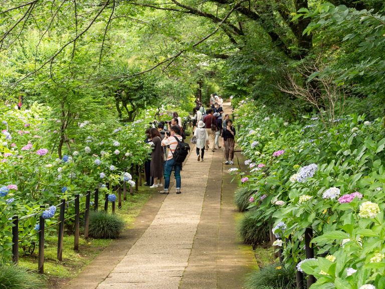 松戸市_本土寺の紫陽花2023_1